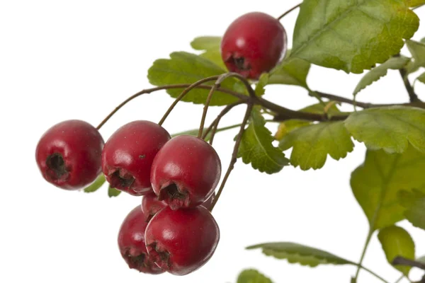 Frukter Och Blad Hagtorn Släpps Vit Bakgrund Hösten — Stockfoto