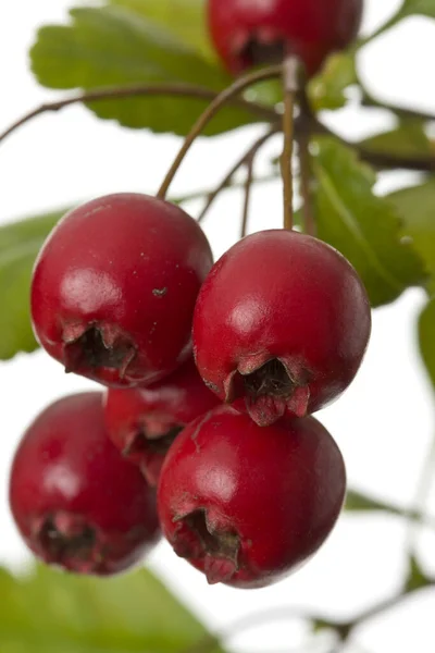 Frukter Och Blad Hagtorn Hösten Släpps Vit Bakgrund — Stockfoto