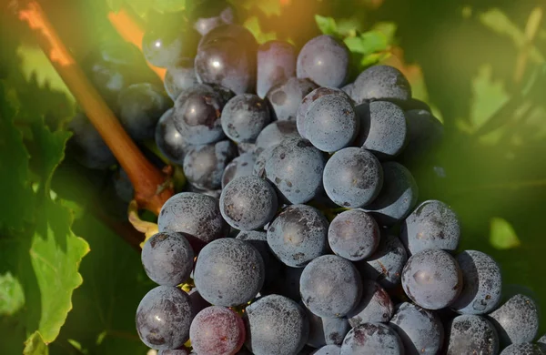 Uvas Que Crescem Vinha — Fotografia de Stock