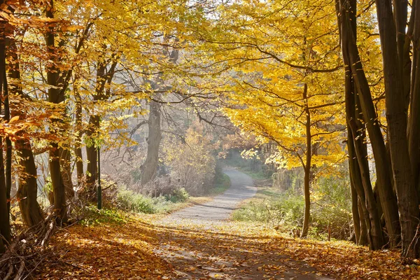 Φθινοπωρινό Δάσος Πολύχρωμα Φύλλα — Φωτογραφία Αρχείου