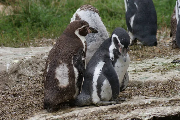 Pingüino Patas Negras Spheniscus Demersus — Foto de Stock