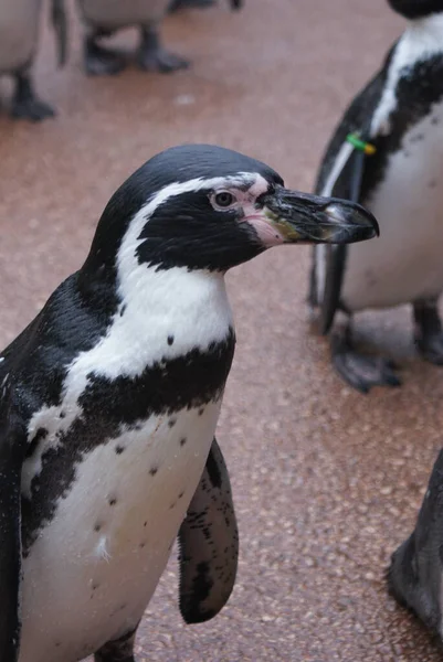 Close Image Humboldt Penguin Spheniscus Humboldti — Stock Photo, Image