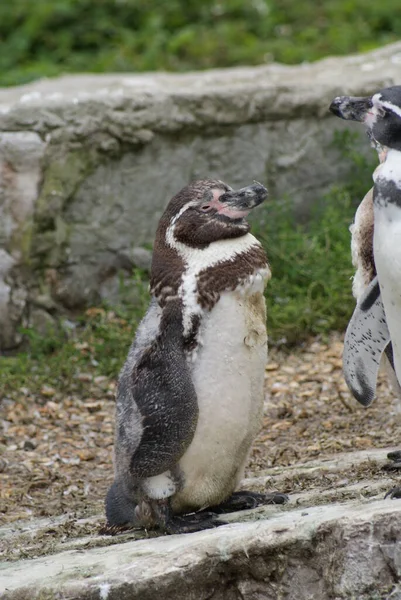 Imagem Close Humboldt Penguin Spheniscus Humboldti — Fotografia de Stock