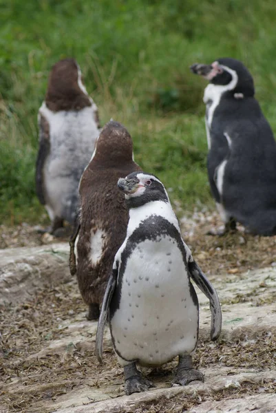 Imagem Close Humboldt Penguin Spheniscus Humboldti — Fotografia de Stock