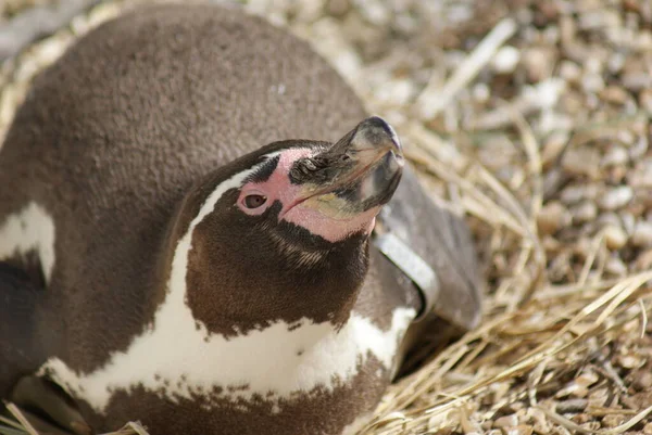 Image Gros Plan Humboldt Penguin Spheniscus Humboldti — Photo