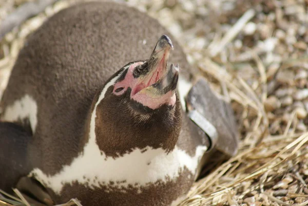 Close Image Humboldt Penguin Spheniscus Humboldti — Stock Photo, Image