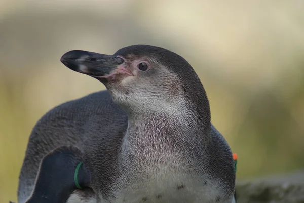 Закри Зображення Humboldt Пінгвин Піднімаючі Висота — стокове фото