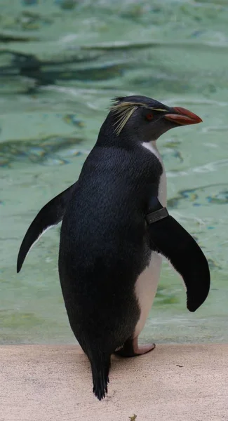 Imagen Primer Plano Pingüino Rockhopper Del Norte Eudyptes Moseleyi — Foto de Stock