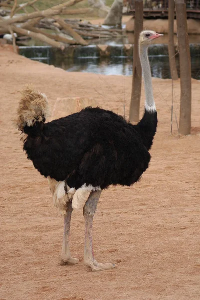 Vacker Utsikt Över Vackra Strutsar Naturen — Stockfoto