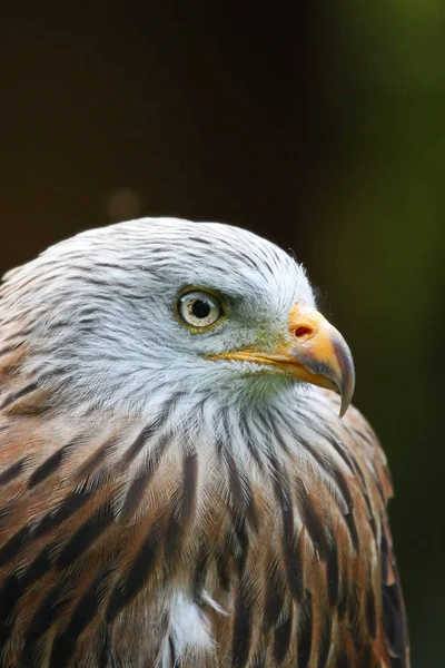 Adelaarsuil — Stockfoto