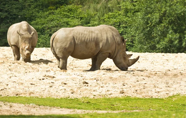 Λευκός Ρινόκερος Μεγαλύτερος Ρινόκερος Απειλούμενο Είδος — Φωτογραφία Αρχείου