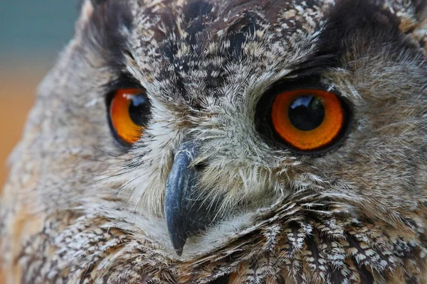 Malebný Pohled Majestátního Krkavčího Dravce — Stock fotografie