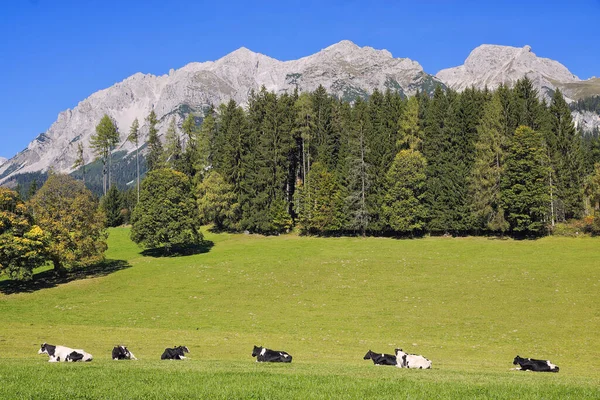 Αγέλη Αγελάδων Κάτω Από Dachstein — Φωτογραφία Αρχείου