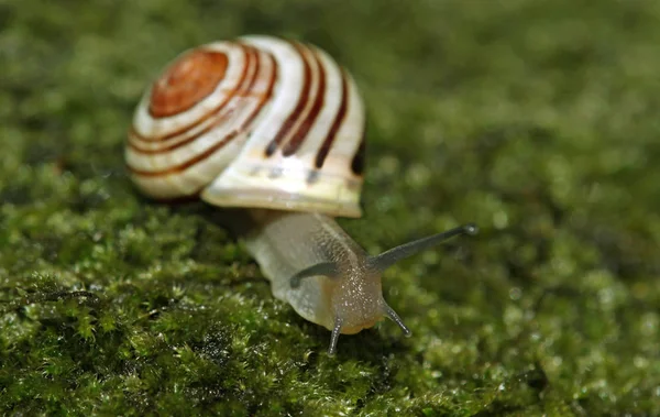 Guscio Lumaca Elica Invertebrato — Foto Stock