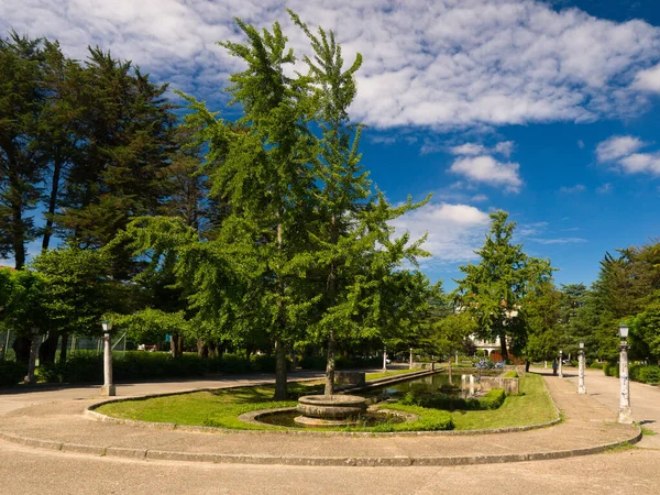 Ginkgos Biloba Compostela Park — Stockfoto