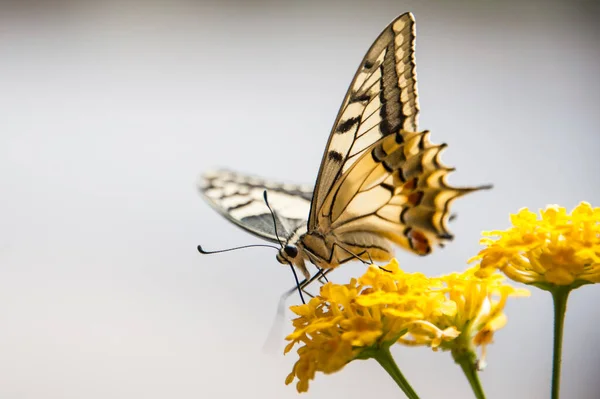 Jaskółka Motyl Piękny Owad — Zdjęcie stockowe