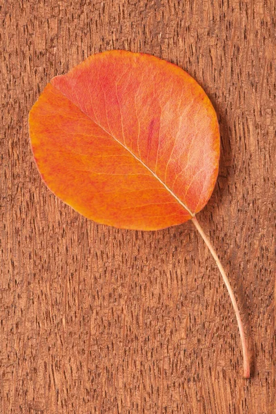 Enkele Herfst Blad Bruine Houten Achtergrond — Stockfoto