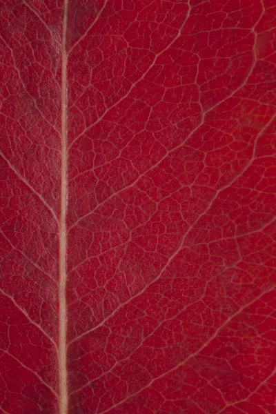 Fondo Hoja Otoñal Roja Textura Orgánica Abstracta — Foto de Stock