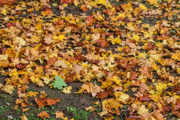 Typische Blätter Der Herbstsaison Voller Farben — Stockfoto