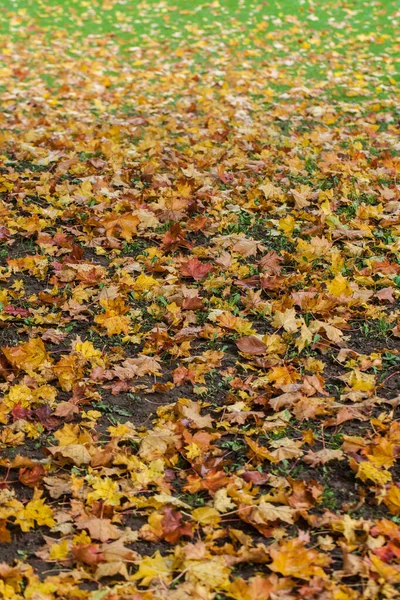 Typical Leaves Autumn Season Full Colors — Stock Photo, Image