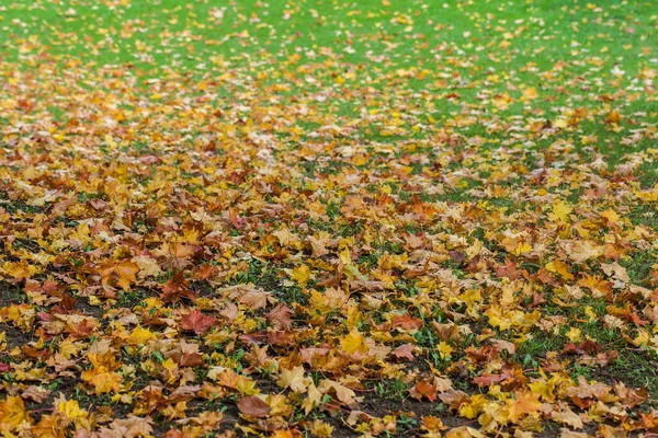 Folhas Típicas Época Outono Cheias Cores — Fotografia de Stock