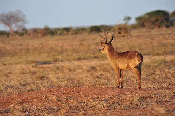 Antilope Animal Sauvage Faune — Photo