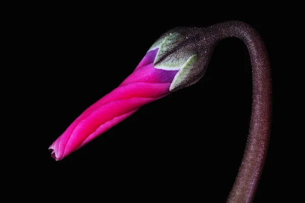 Schöne Botanische Aufnahme Natürliche Tapete — Stockfoto