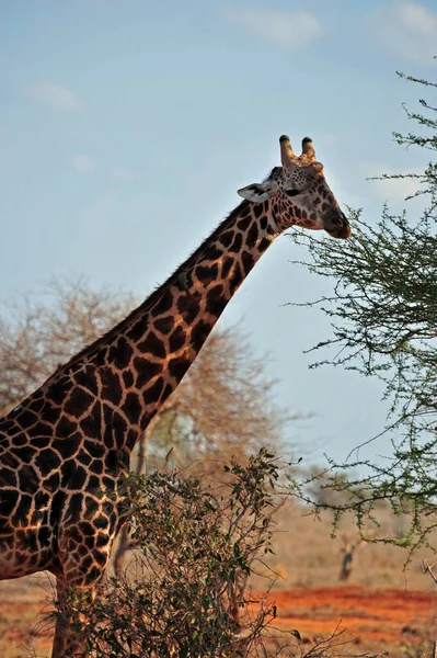 Vysoká Žirafa Africké Zvíře — Stock fotografie