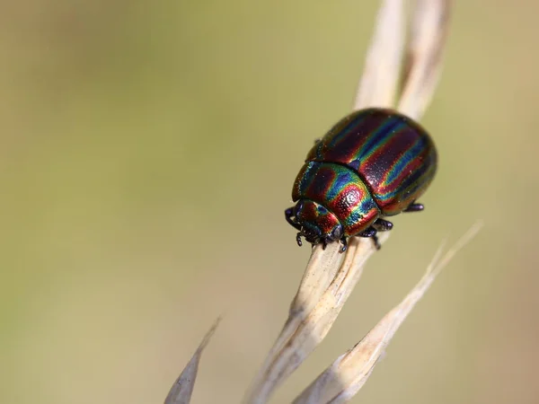 Chrząszcz Tęczowy Chrysolina Cerealis — Zdjęcie stockowe