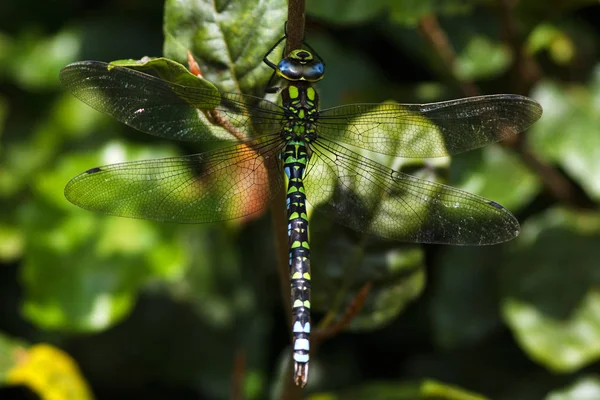 青緑色のモザイクダムセルのオス Aeshna Cyanea Hangling Bush — ストック写真