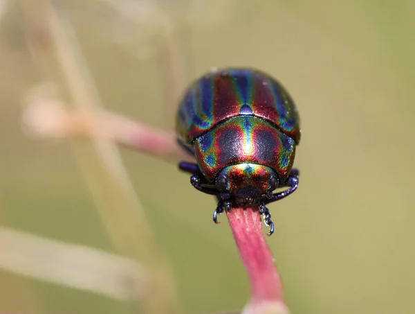 Escarabajo Hoja Arco Iris Chrysolina Cerealis — Foto de Stock