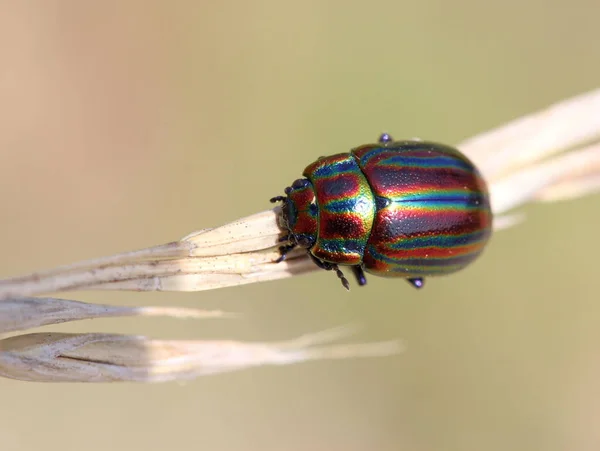 虹色の葉甲虫 クリソリナ セリアリス — ストック写真