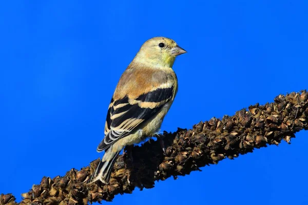 Guldsiskan Carduelis Tristis Uppe Med Blå Bakgrund — Stockfoto