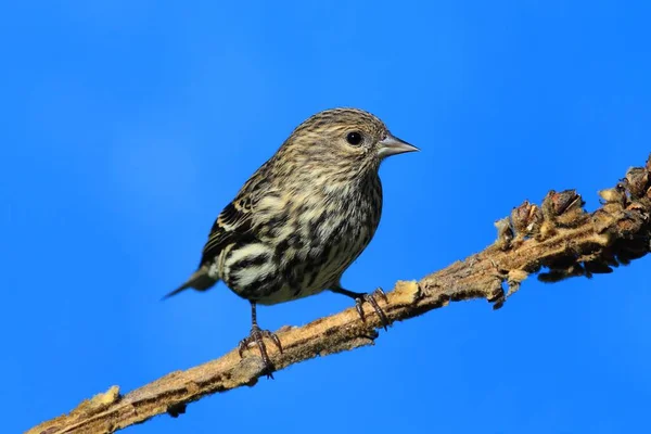 Pino Siskin Carduelis Pinus Encaramado Con Fondo Azul —  Fotos de Stock