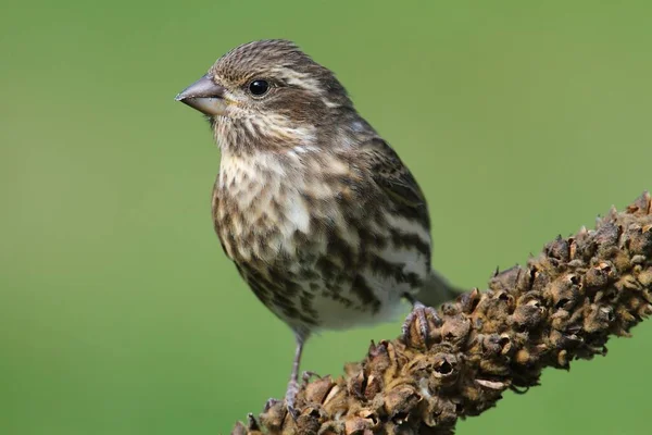 Θηλυκό Μωβ Finch Carpodacus Purpureus Σκαρφαλωμένο Πράσινο Φόντο — Φωτογραφία Αρχείου