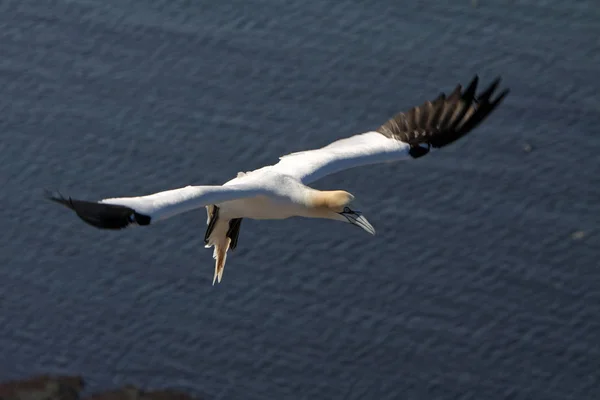 Gannets Fågelklippor Helgoland — Stockfoto