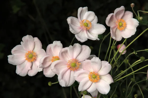 Belle Floraison Fleurs Anémone — Photo