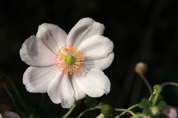 Piękne Kwitnące Kwiaty Anemon — Zdjęcie stockowe