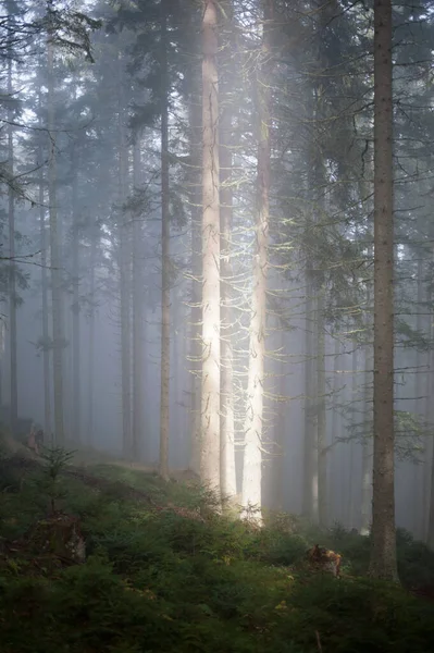 Solstråle Genom Dimma Skogen Tre Granar — Stockfoto