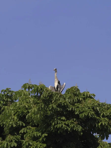 Vue Panoramique Oiseau Héron Nature — Photo