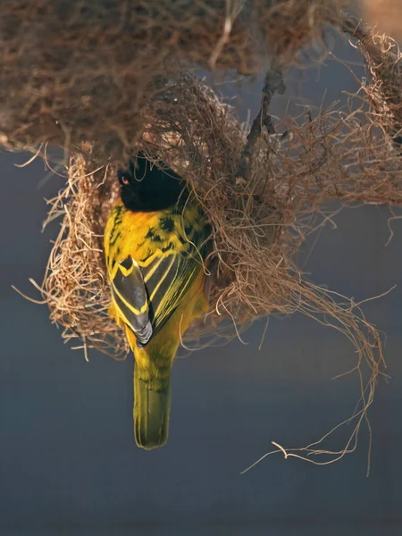 View Beautiful Bird Nature — Stock Photo, Image