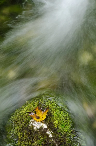 Желтый Лист Зеленом Мху — стоковое фото