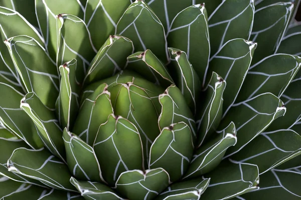 熱帯植物植物植物植物サボテン — ストック写真