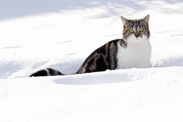 雪の中の楽しみ — ストック写真