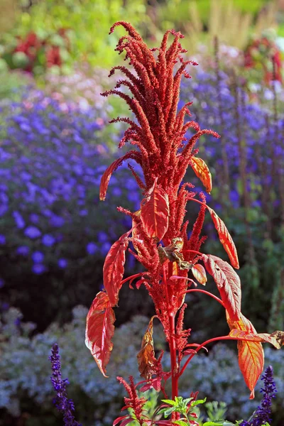 Vosstaartgras Natuur Flora — Stockfoto