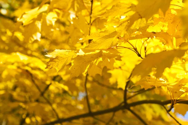 Hintergrund Aus Gelben Blättern Baum Golden — Stockfoto