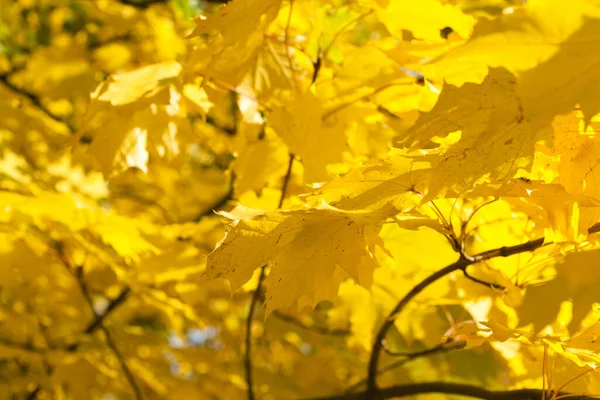 Hintergrund Aus Gelbgoldenen Blättern Baum — Stockfoto