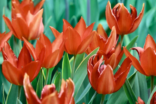 Gros Plan Fleurs Tulipes Dans Jardin Printemps Sarre Allemagne — Photo