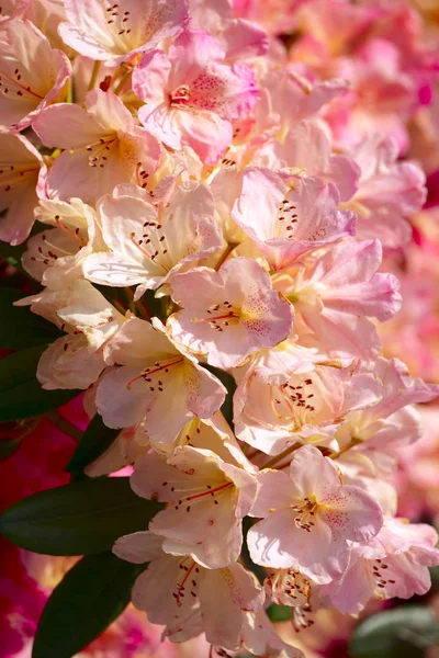 Fiori Rhododendron Giardino Estate Saarland Germania — Foto Stock