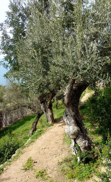 Γραφική Άποψη Της Γεωργίας Στην Ύπαιθρο — Φωτογραφία Αρχείου